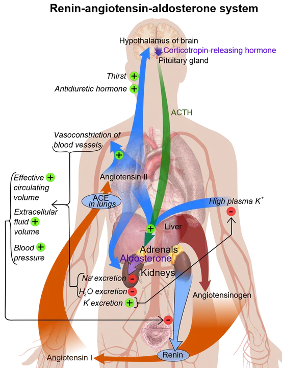 Angiotensin-Like Substance : 血管紧张素样物质