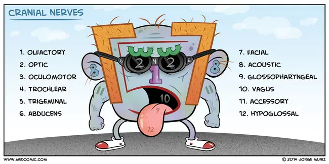 Anterior Cranial Fossa : 前颅窝