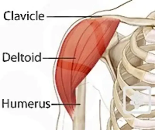 Anterior Deltoid : 三角肌前束