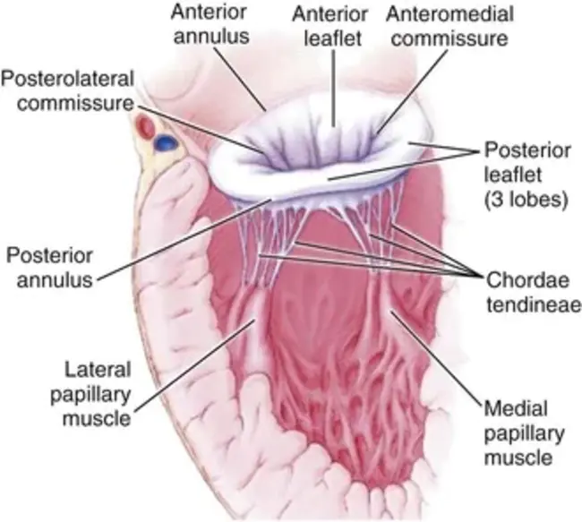 Anterior Papillary Muscle : 前乳头肌