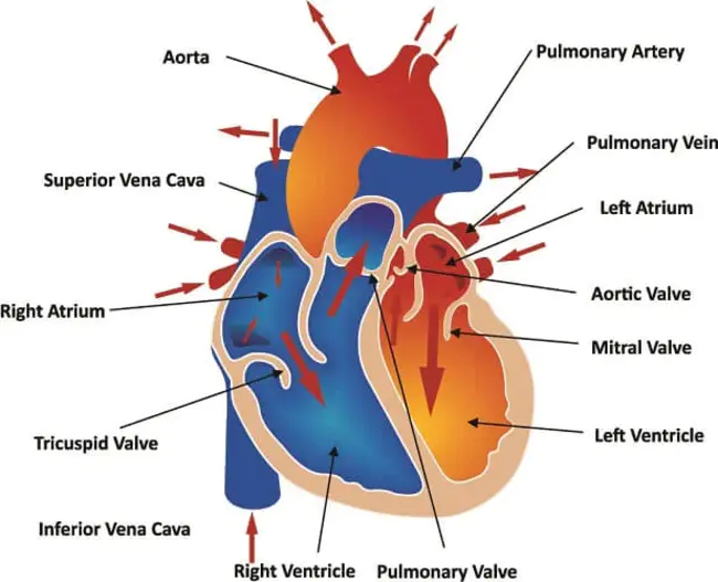 Anterior Septal Artery : 间隔前动脉