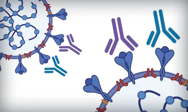 Antibody Indices : 抗体指数