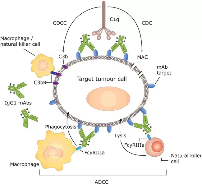 Antibody-Dependent Cytotoxicity : 抗体依赖性细胞毒性