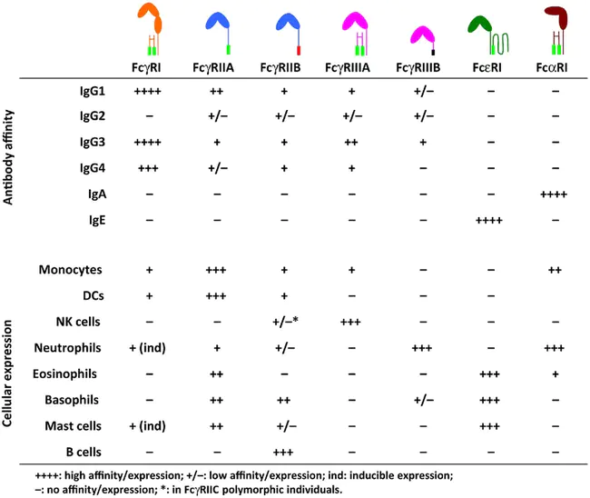 antibody-dependent enhancement Immunology : 抗体依赖性增强免疫学