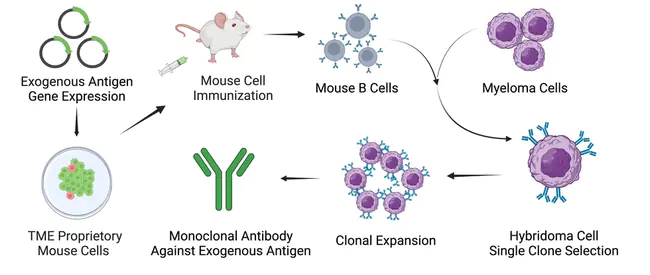 Antibody-Forming Cell : 抗体形成细胞