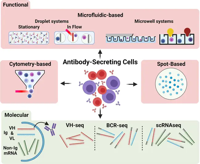 Antibody-Secreting Cell : 抗体分泌细胞