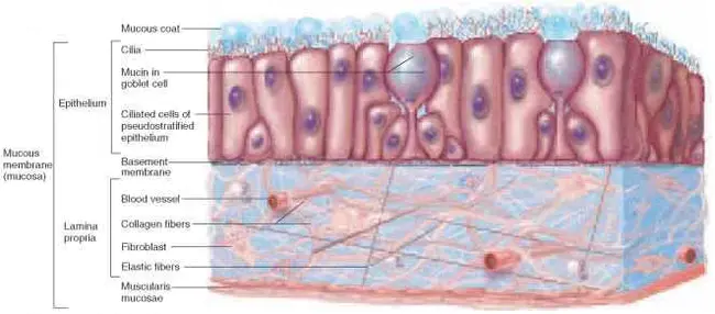 Apical Plasma Membrane : 顶端质膜