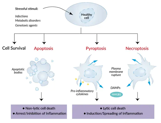 Apoptotic Cell Death : 凋亡性细胞死亡