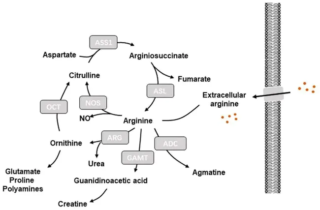 arginine decarboxylase : 精氨酸脱羧酶