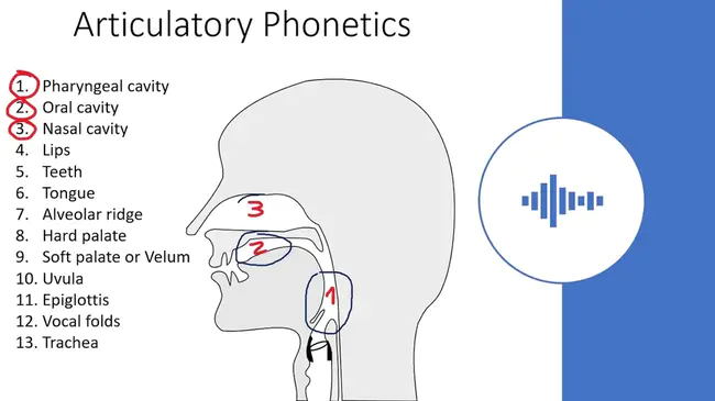 Articulation-Phonological Disorder : 发音语音障碍