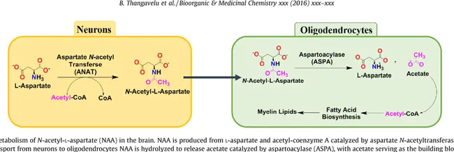 Aspartate Kinase : 天冬氨酸激酶