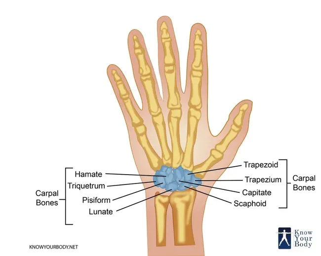 Autologous Bone Marrow : 自体骨髓