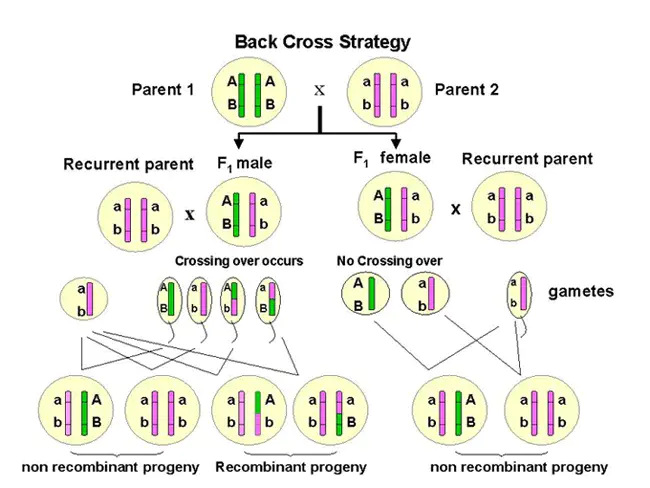 backcross : 回交