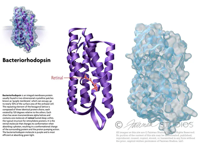 bacteriorhodopsin : 细菌视紫红质