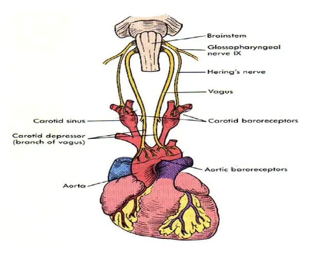 baroreceptor : 压力感受器