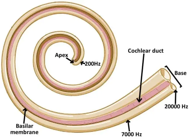 Basilar Membrane : 基底膜