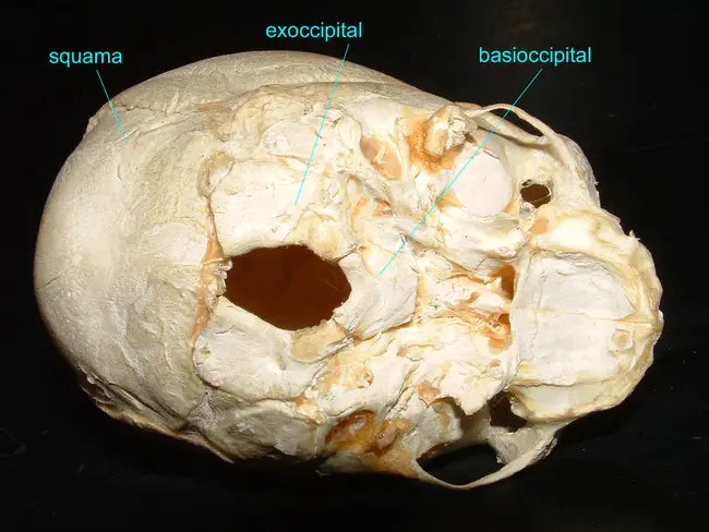 BasiOccipital : 基底枕骨的