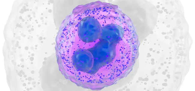 Basophil Chemotactic Factor : 嗜碱性趋化因子