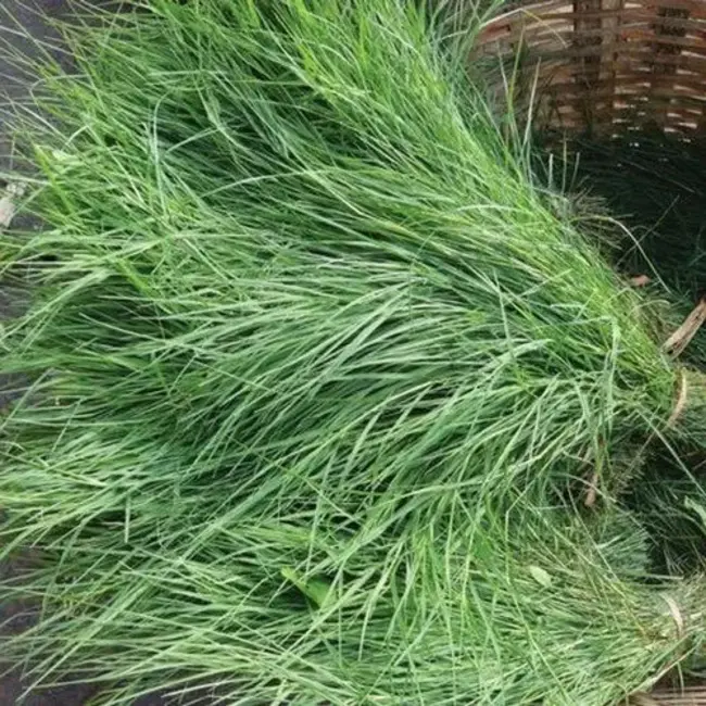 Bermuda grass allergen : 百慕大草过敏原