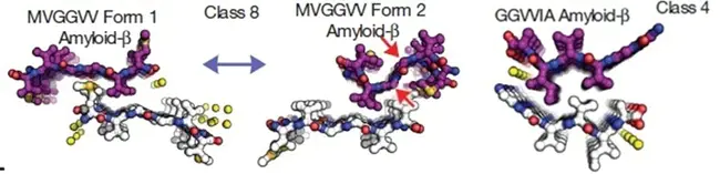 Beta-Amyloid Peptide : 毒性物质