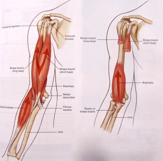 Biceps Femoralis : 股二头肌