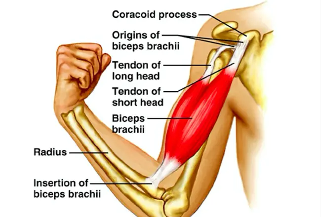 Biceps Tendon : 二头肌腱