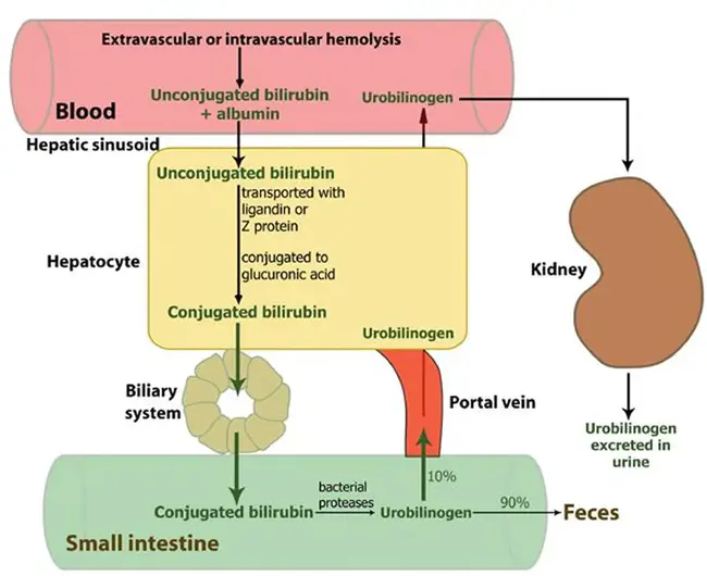 Biliverdin Reductase : 胆绿素还原酶