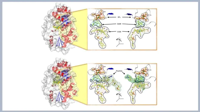 Biological Units : 生物单位