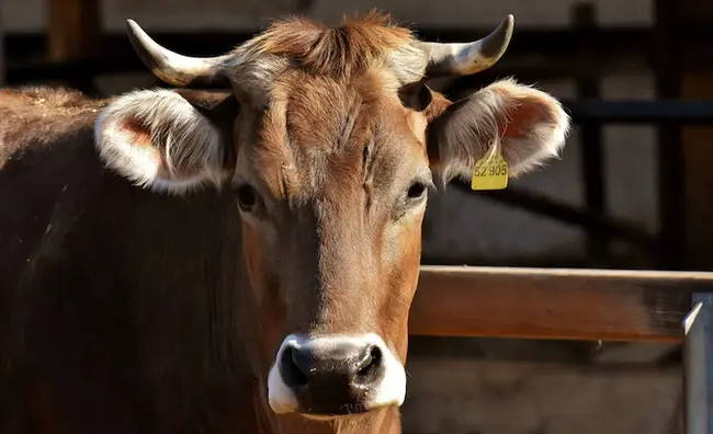 Bovine Serum : 牛血清