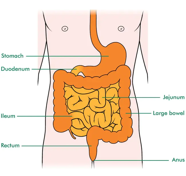 bowel : 肠