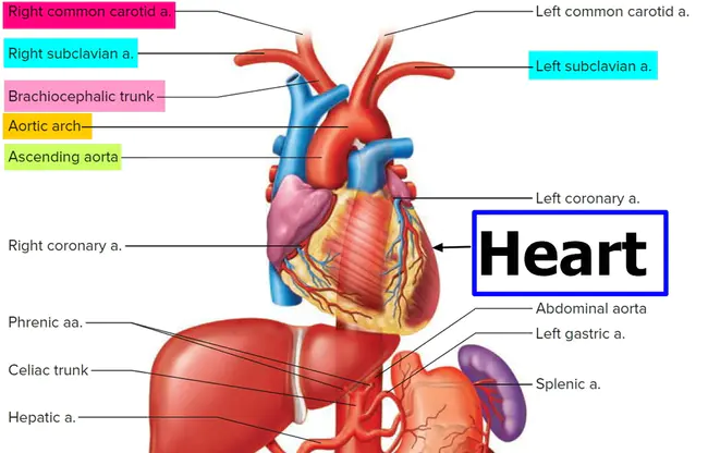 brachiocephalic artery : 头臂动脉