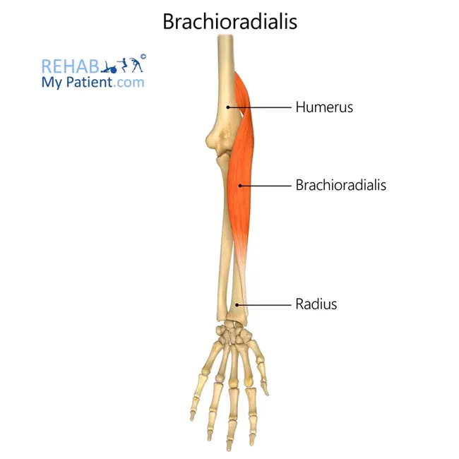 brachioradialis : 肱桡肌