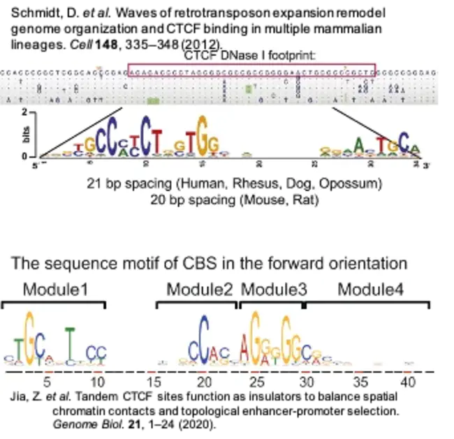 BRCA1-associated genome surveillance complex : BRCA1相关基因组监测复合物