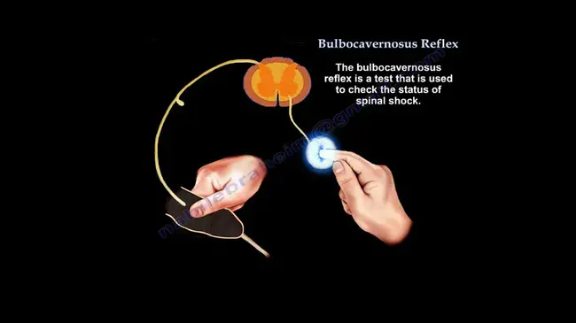 bulbocavernosus : 球海绵体肌