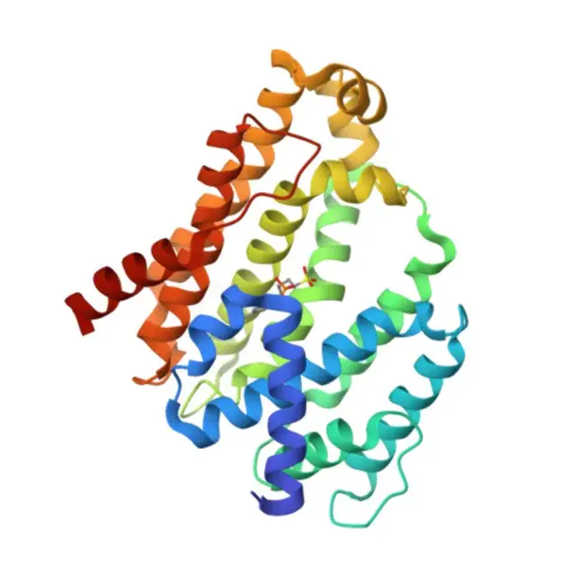 C oxidase : C氧化酶