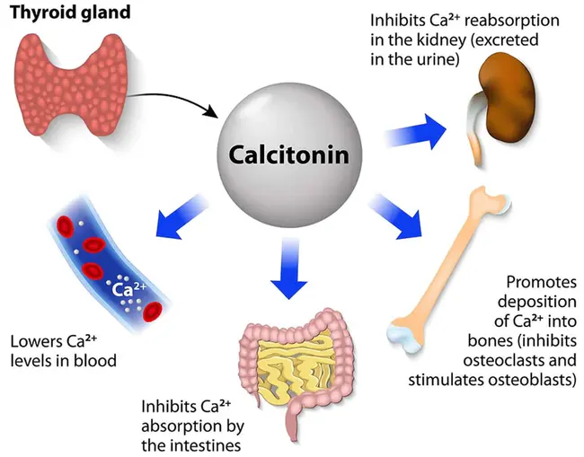 calcitonin : 降钙素