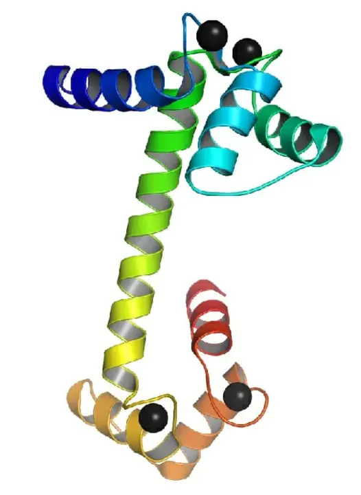 calmodulin : 钙调蛋白