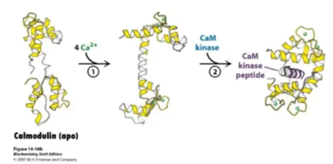 Calmodulin-Binding Domain : 钙调蛋白结合域
