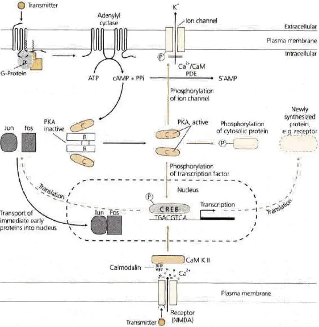 cAMP-dependent protein kinase : cAMP依赖性蛋白激酶