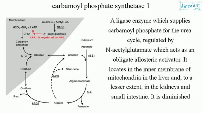 carbamyl phosphate : 磷酸氨甲酰