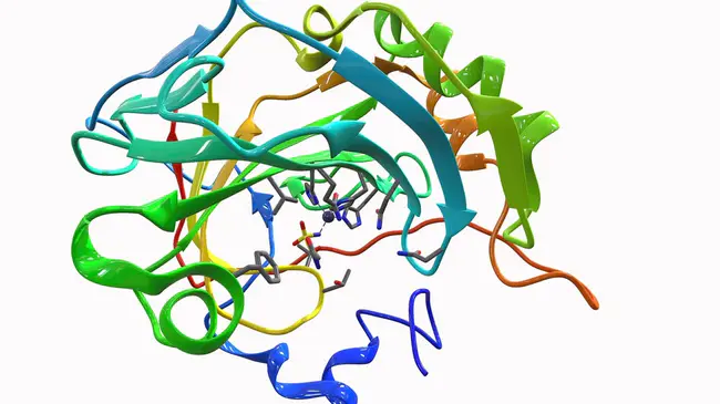 carbonic anhydrase B : 碳酸酐B