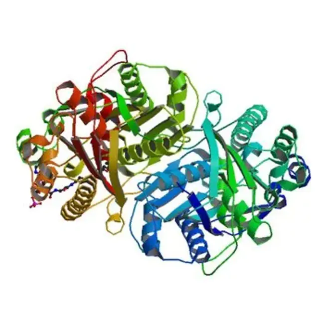 Carboplatin, Cyclophosphamide : 卡铂、环磷酰胺