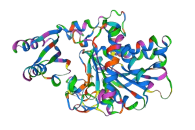 carboxypeptidase H : 羧肽酶H