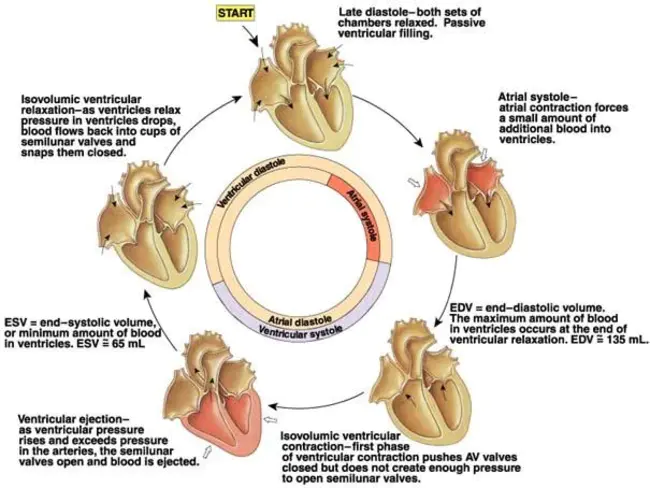 cardiac CT–cardiac computed tomography : 心脏CT–心脏计算机断层扫描