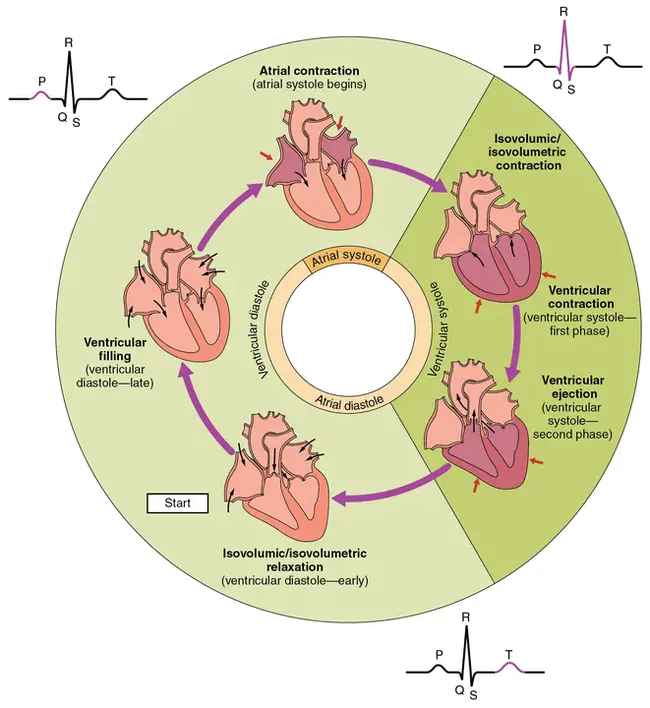 Cardiac Enzymes : 心肌酶