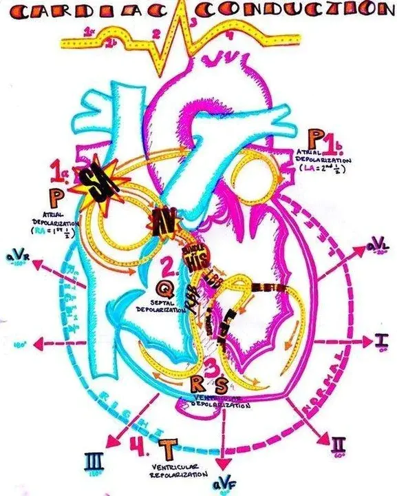 Cardiac Ganglion : 心神经节