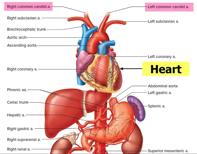 Carotid Pulse Tracing : 颈动脉脉搏追踪