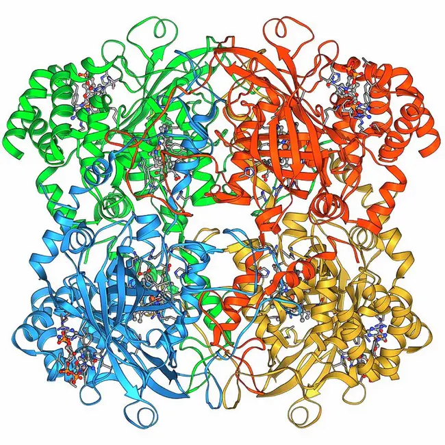 catalase : 过氧化氢酶