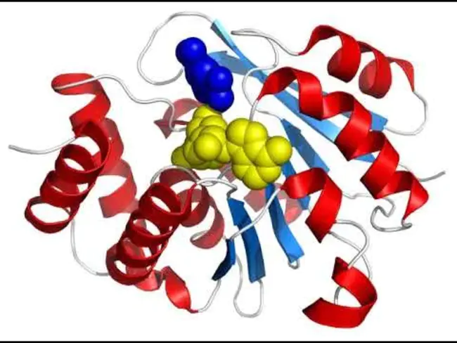 catechol methyltransferase : 儿茶酚甲基转移酶