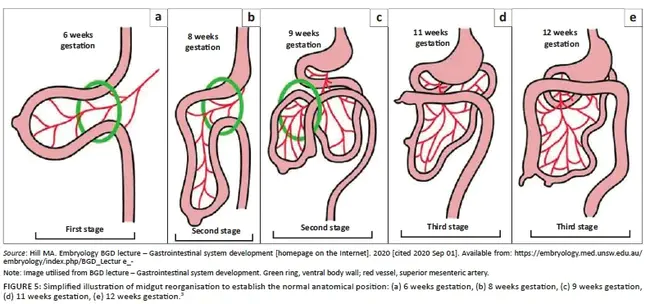 Caudal Mesenteric Ganglion : 肠系膜尾神经节